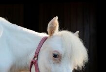 At this Wellington barn, one pint-sized pony rules the roost