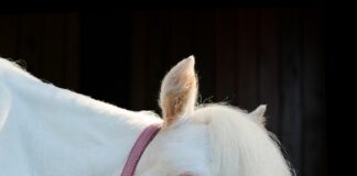 At this Wellington barn, one pint-sized pony rules the roost